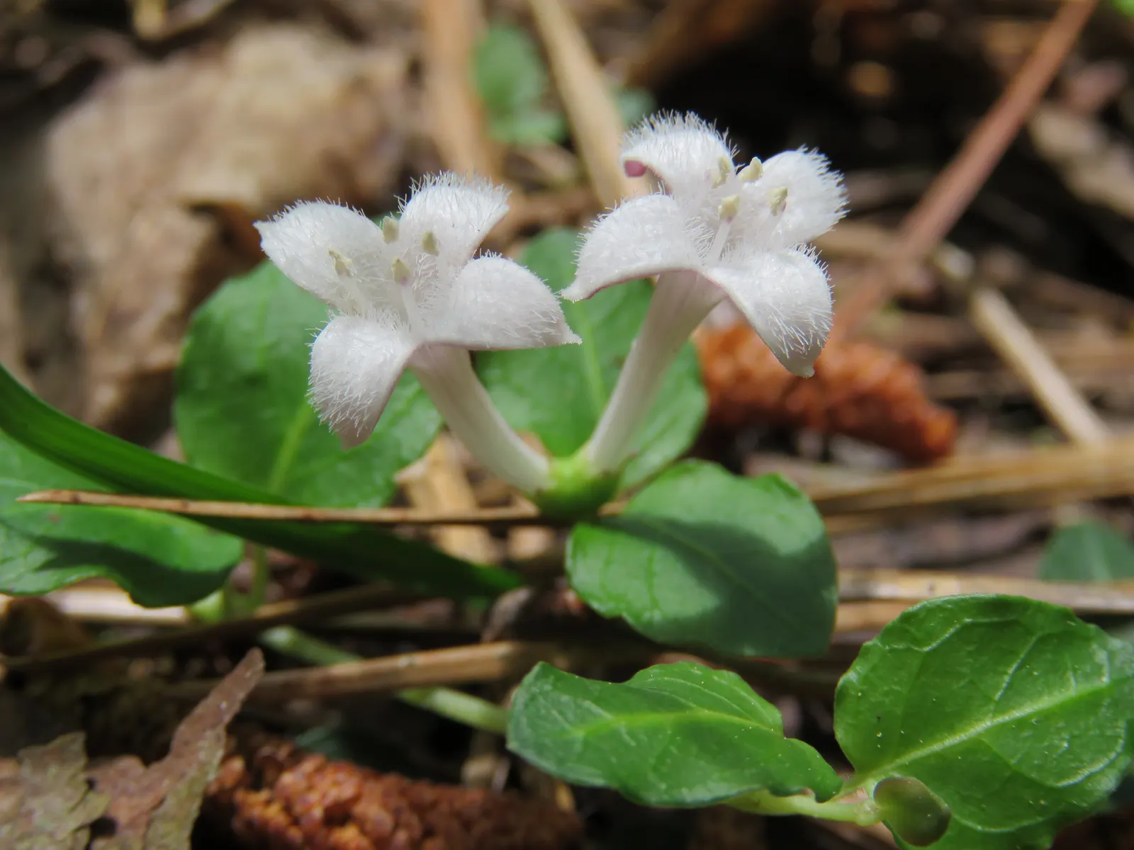 Partridge Berry (Mitchella Repens) — is an enchanting evergreen groundcover native to the woodlands of North America; this plant features pairs of, image 67
