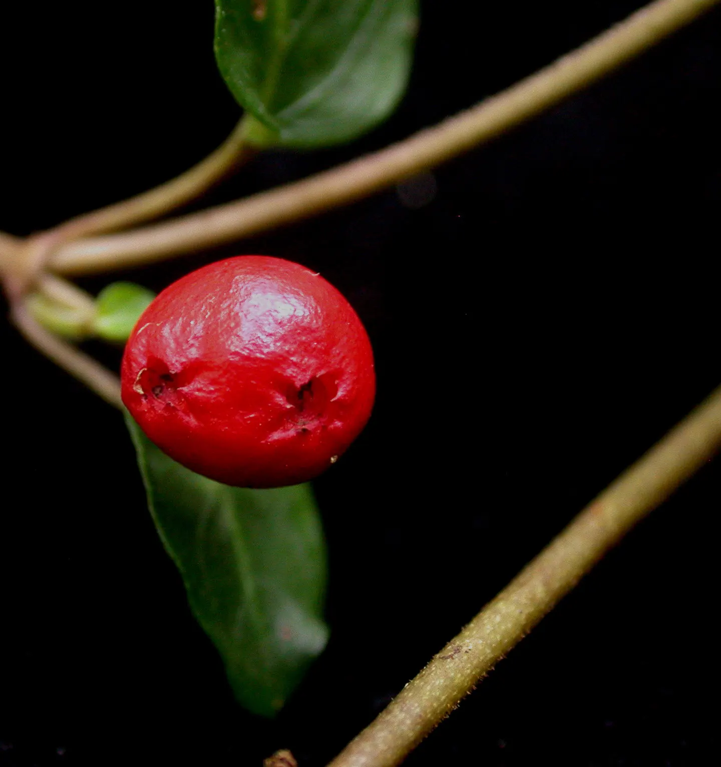 Partridge Berry (Mitchella Repens) — In late spring to early summer