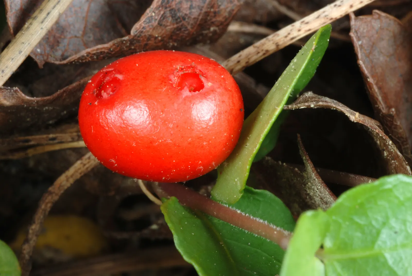 Partridge Berry (Mitchella Repens) — they give way to the plant's namesake feature: bright red berries; the leaves grow opposite on trailing stems that root at