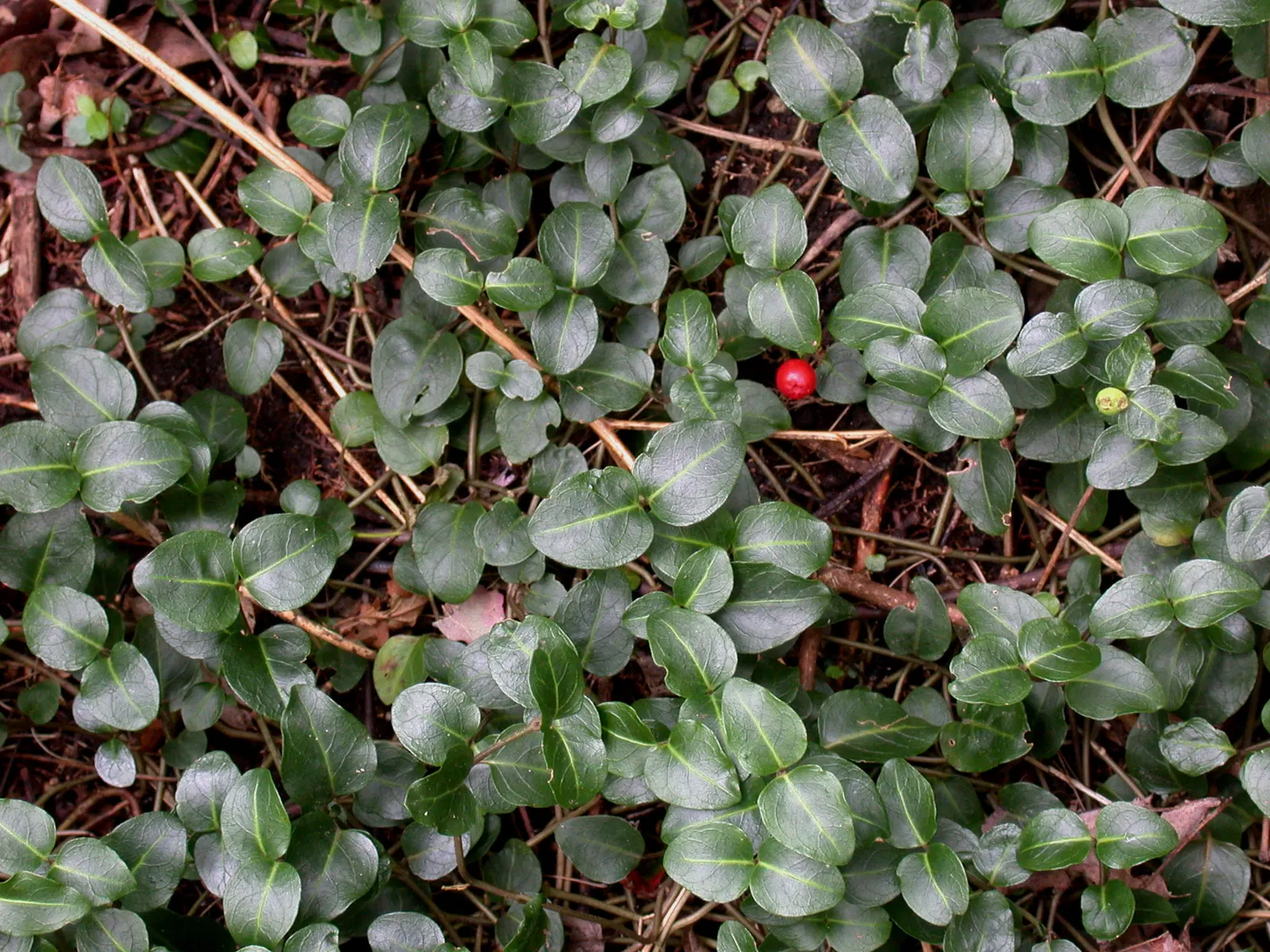 Partridge Berry (Mitchella Repens) — This plant features pairs of glossy, round leaves (approx