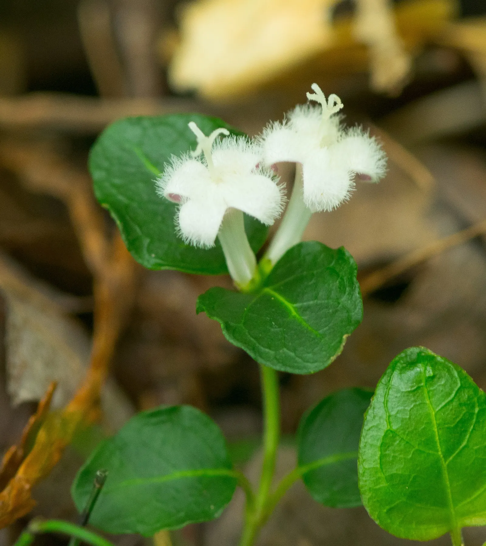 Partridge Berry (Mitchella Repens) — This low-growing perennial is tolerant of a range of soil conditions; which persist through winter, image 82