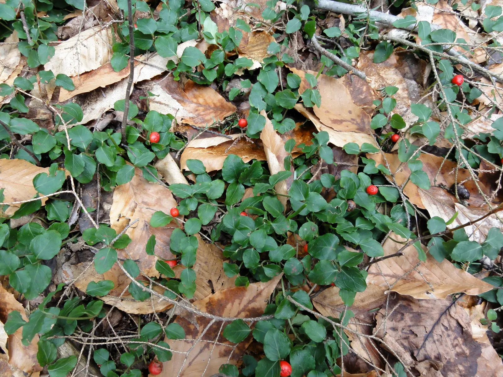 Partridge Berry (Mitchella Repens) — it is crucial to note that Partridge Berry thrives in part to full shade and prefers moist
