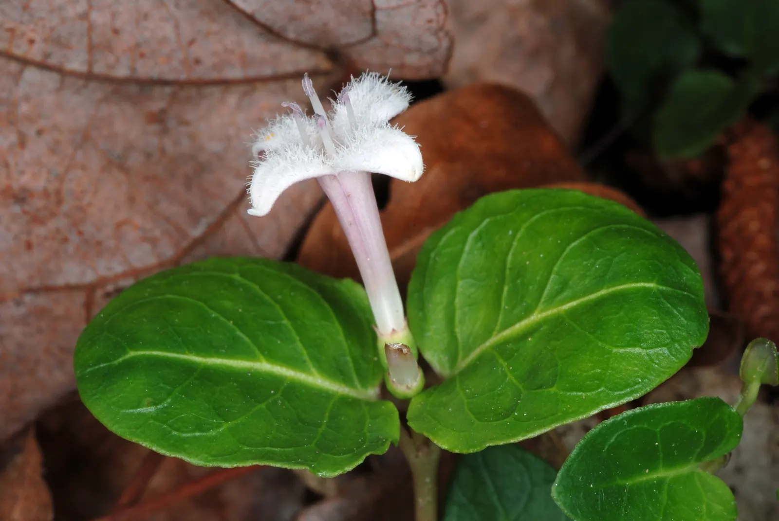 Partridge Berry (Mitchella Repens) — It thrives in part to full shade, in moist, well-drained soil; 0.5-1 inch wide) and yields fragrant white-pink, image 63