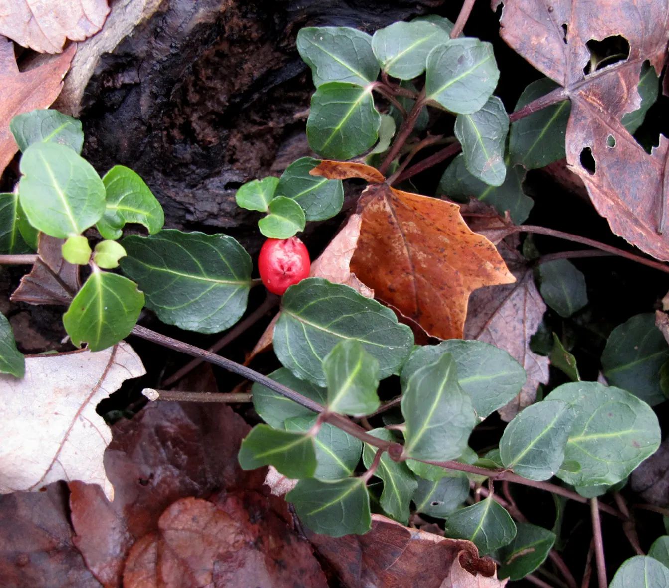 Partridge Berry (Mitchella Repens) — they give way to the plant's namesake feature: bright red berries; the leaves grow opposite on trailing stems, image 77