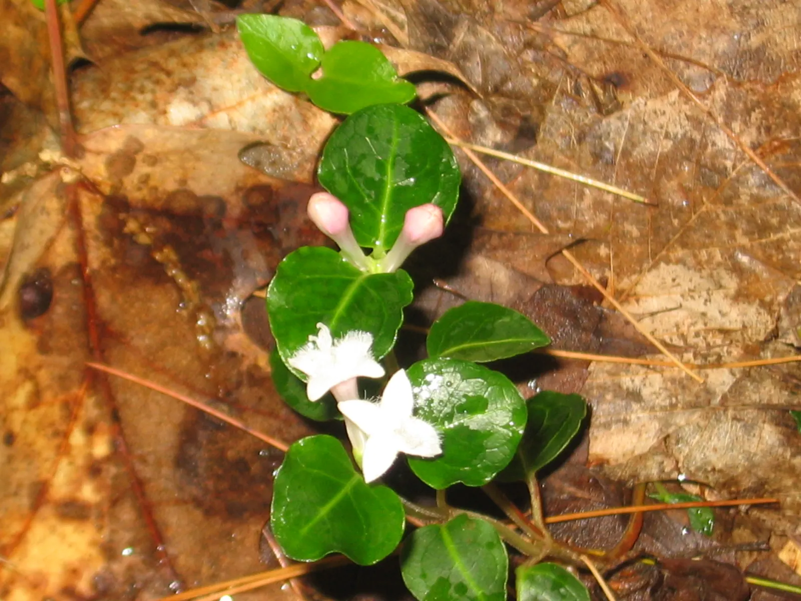 Partridge Berry (Mitchella Repens) — is an enchanting evergreen groundcover native to the woodlands of North America