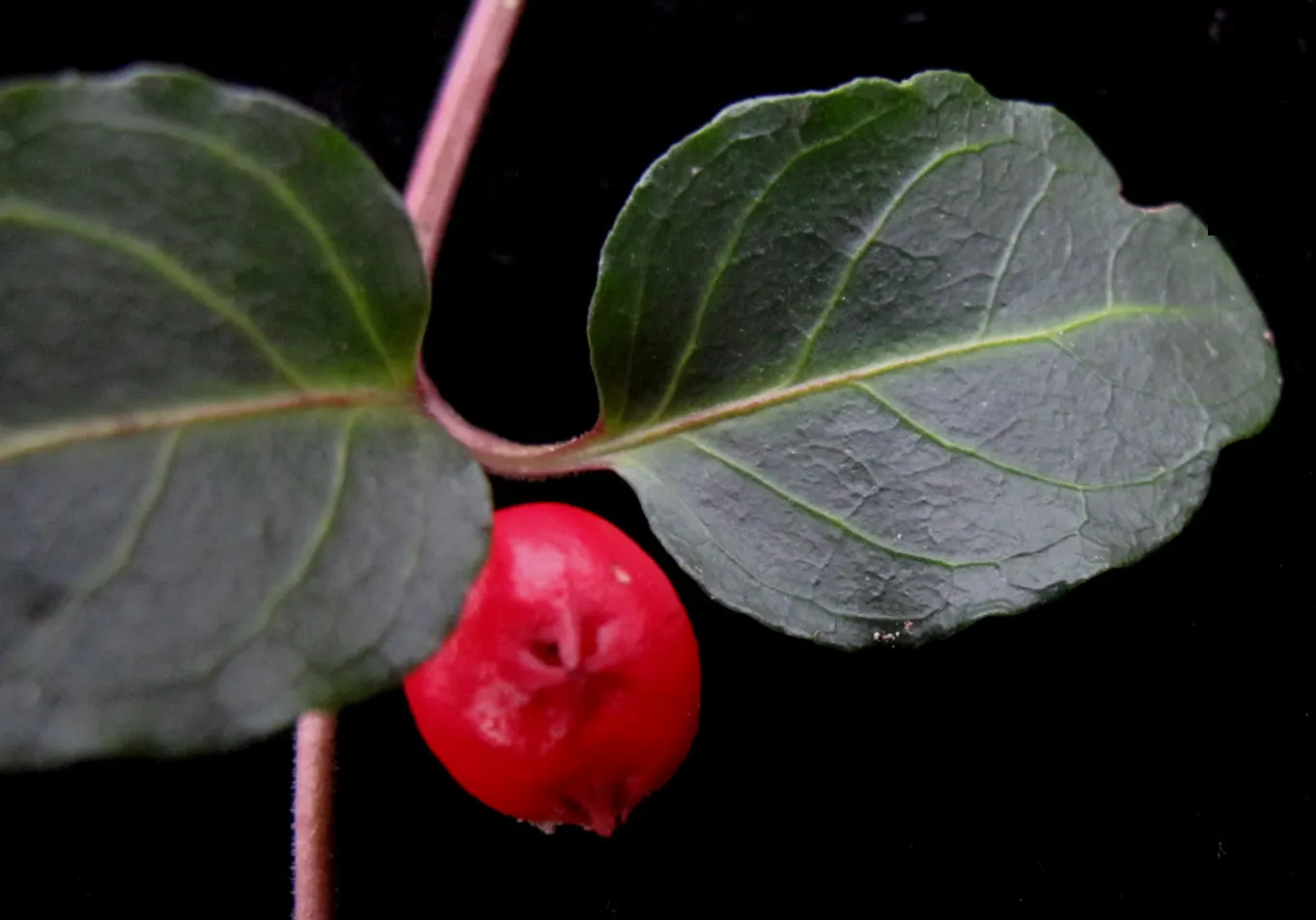 Partridge Berry (Mitchella Repens) — In late spring to early summer, image 44