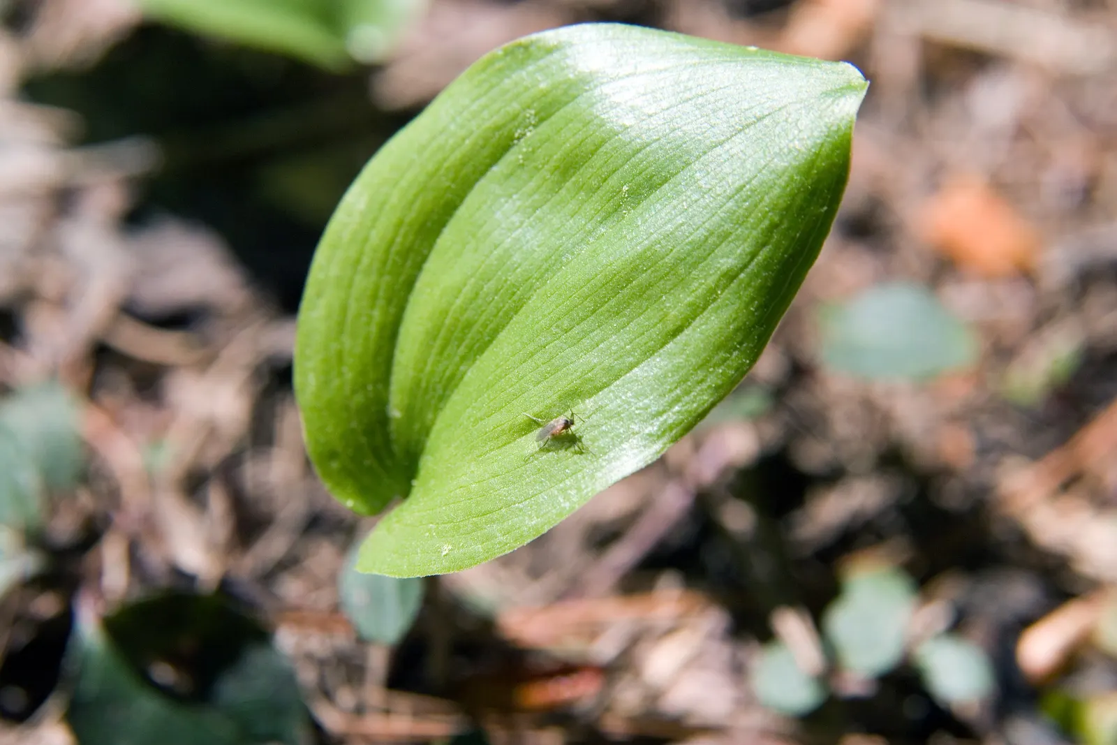 Partridge Berry (Mitchella Repens) — well-drained soils with a slightly acidic to neutral pH