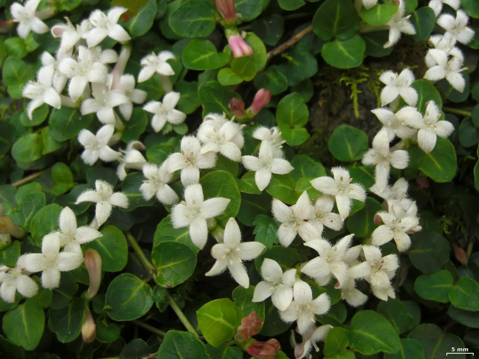 Partridge Berry (Mitchella Repens) — growing 2-3 inches tall and spreading up to 12 inches wide; white flowers with a delicate fragrance, image 65