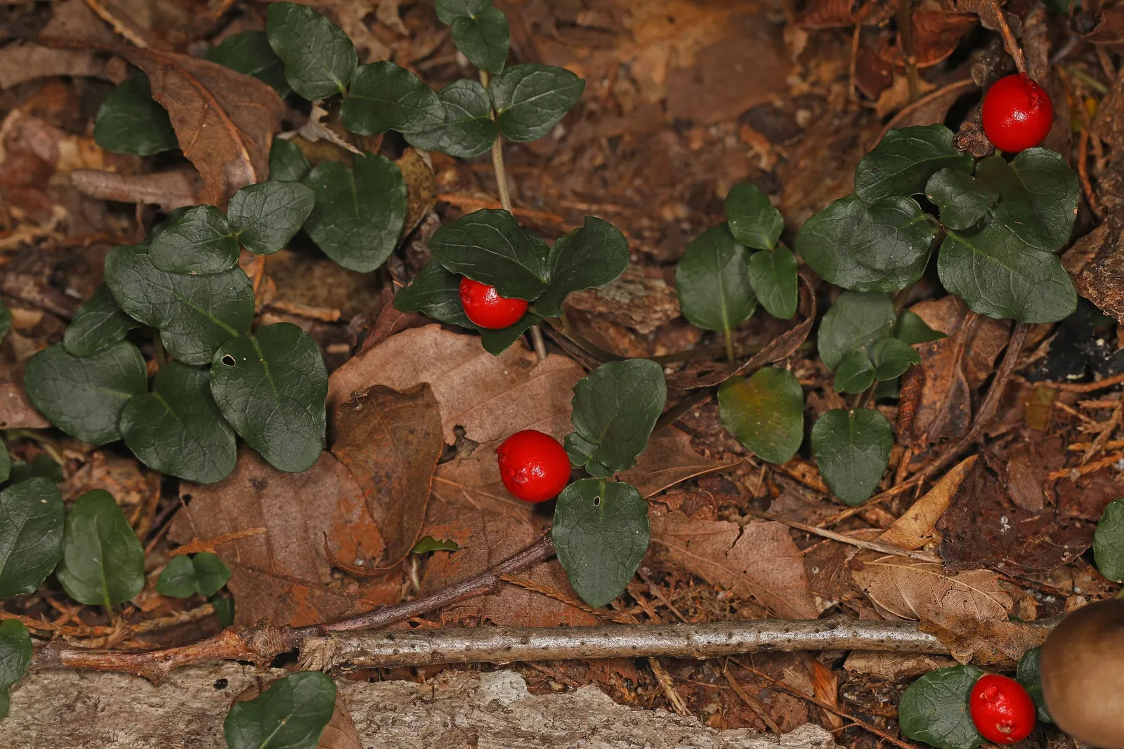 Partridge Berry (Mitchella Repens) — In late spring to early summer, image 73