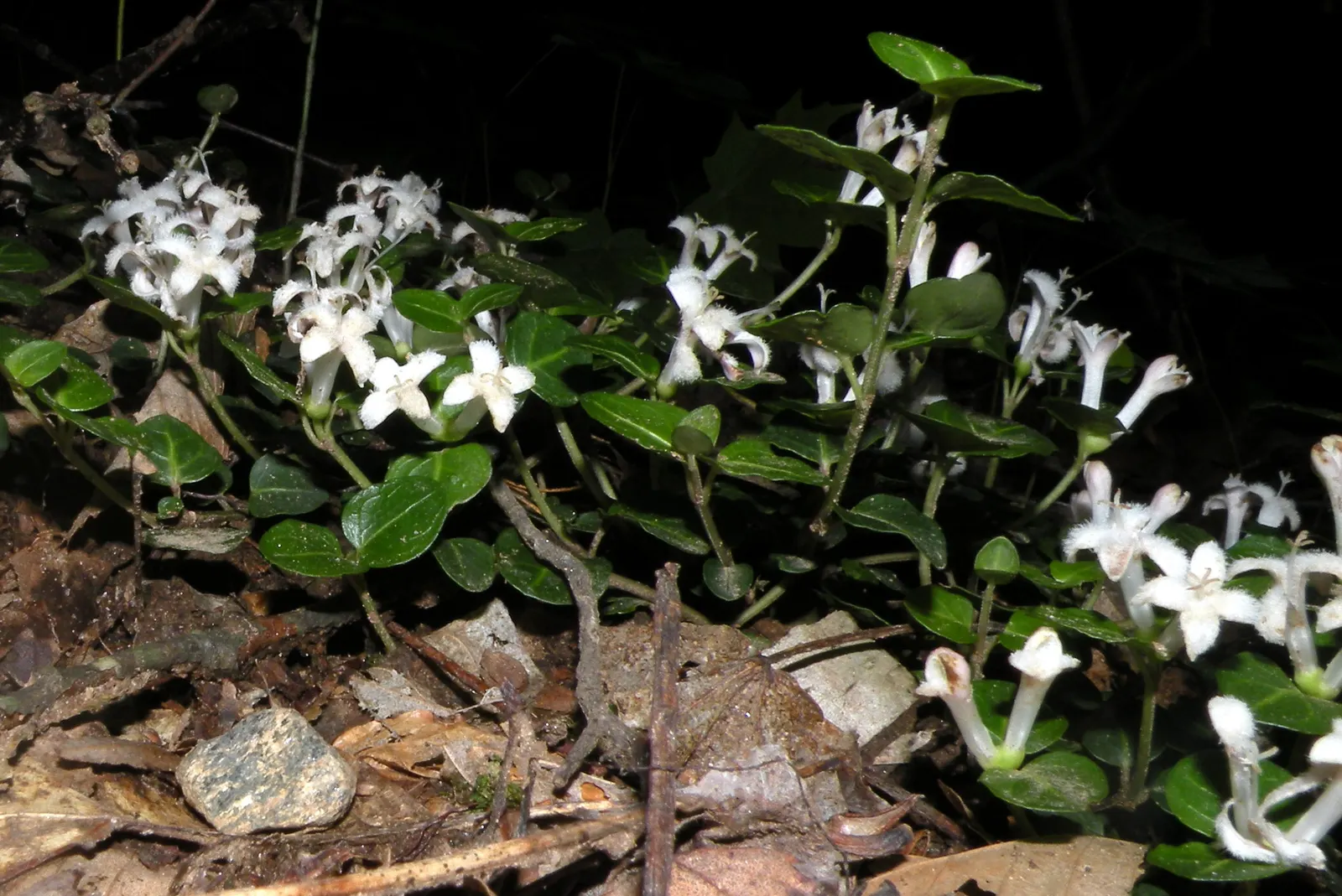 Partridge Berry (Mitchella Repens) — white flowers in the garden; with a mature height of only about 2 inches and a spread that can reach up to 12 inches