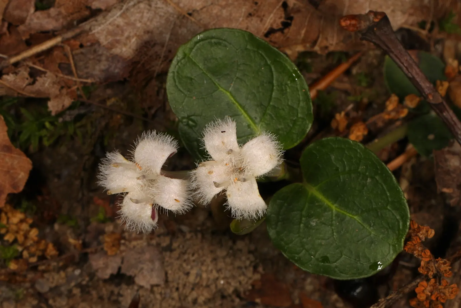 Partridge Berry (Mitchella Repens) — It is hardy in USDA zones 3 through 9; which are dark green with a prominent white midvein and bear a unique, image 81