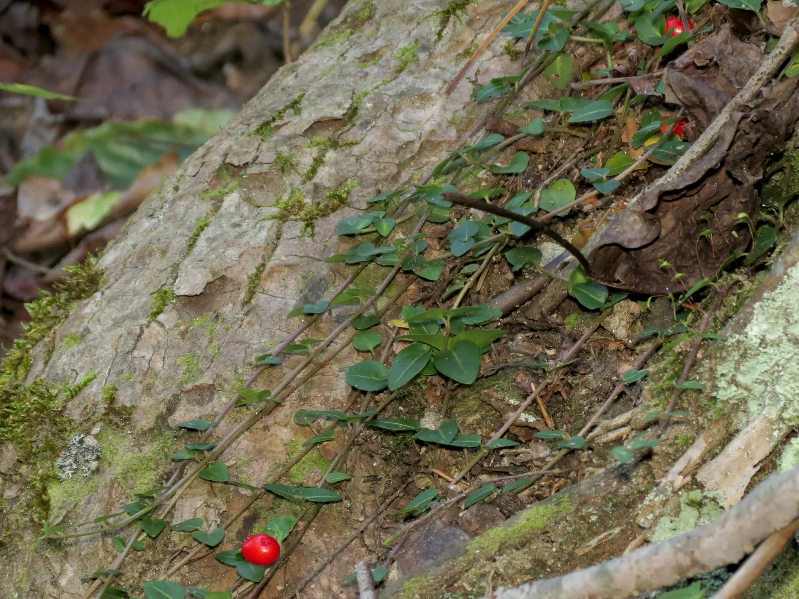 Partridge Berry (Mitchella Repens) — The leaves grow opposite on trailing stems that root at the nodes, forming dense mats; scientifically referred, image 72