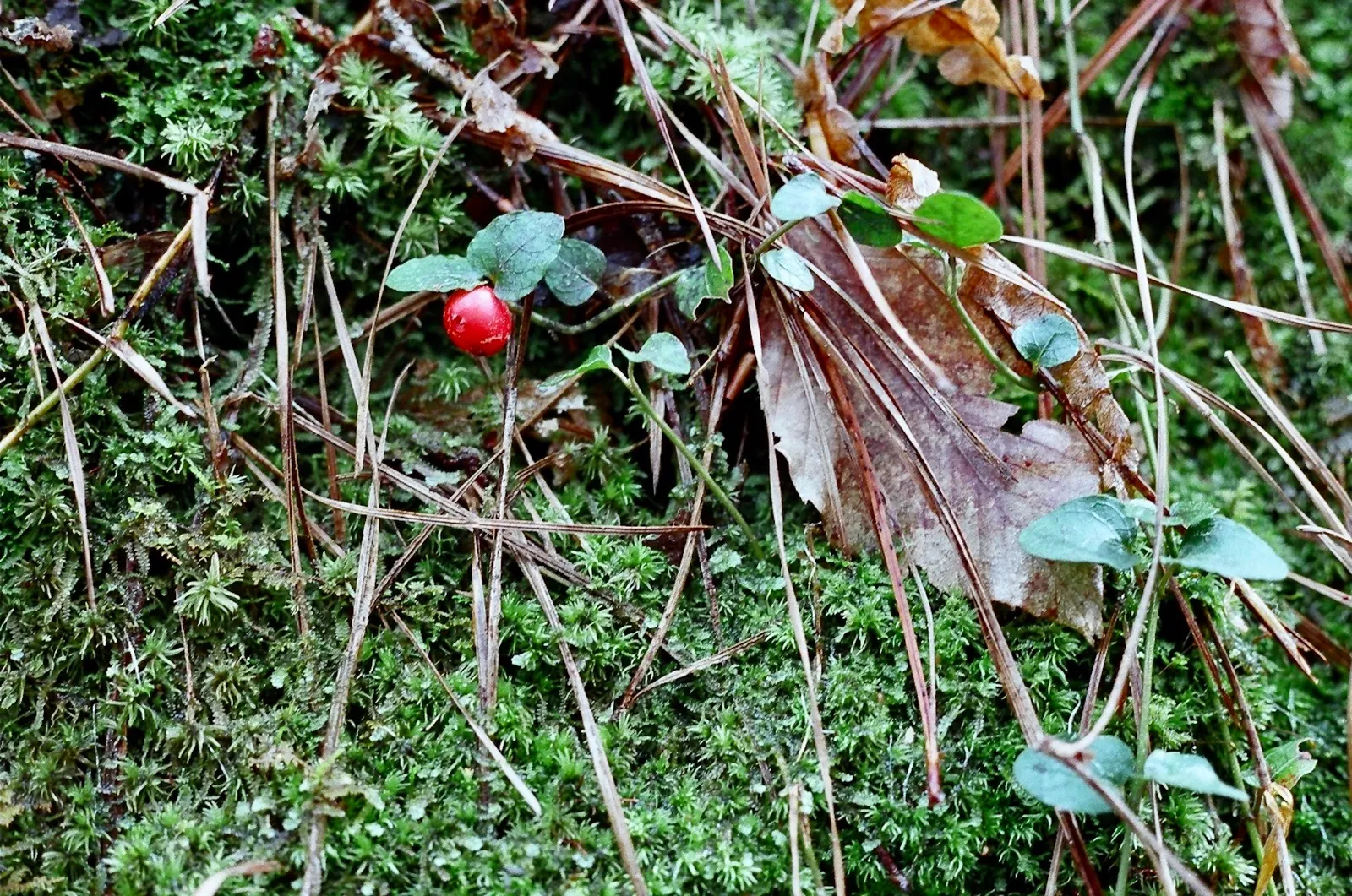 Partridge Berry (Mitchella Repens) — It thrives in part to full shade, in moist, well-drained soil