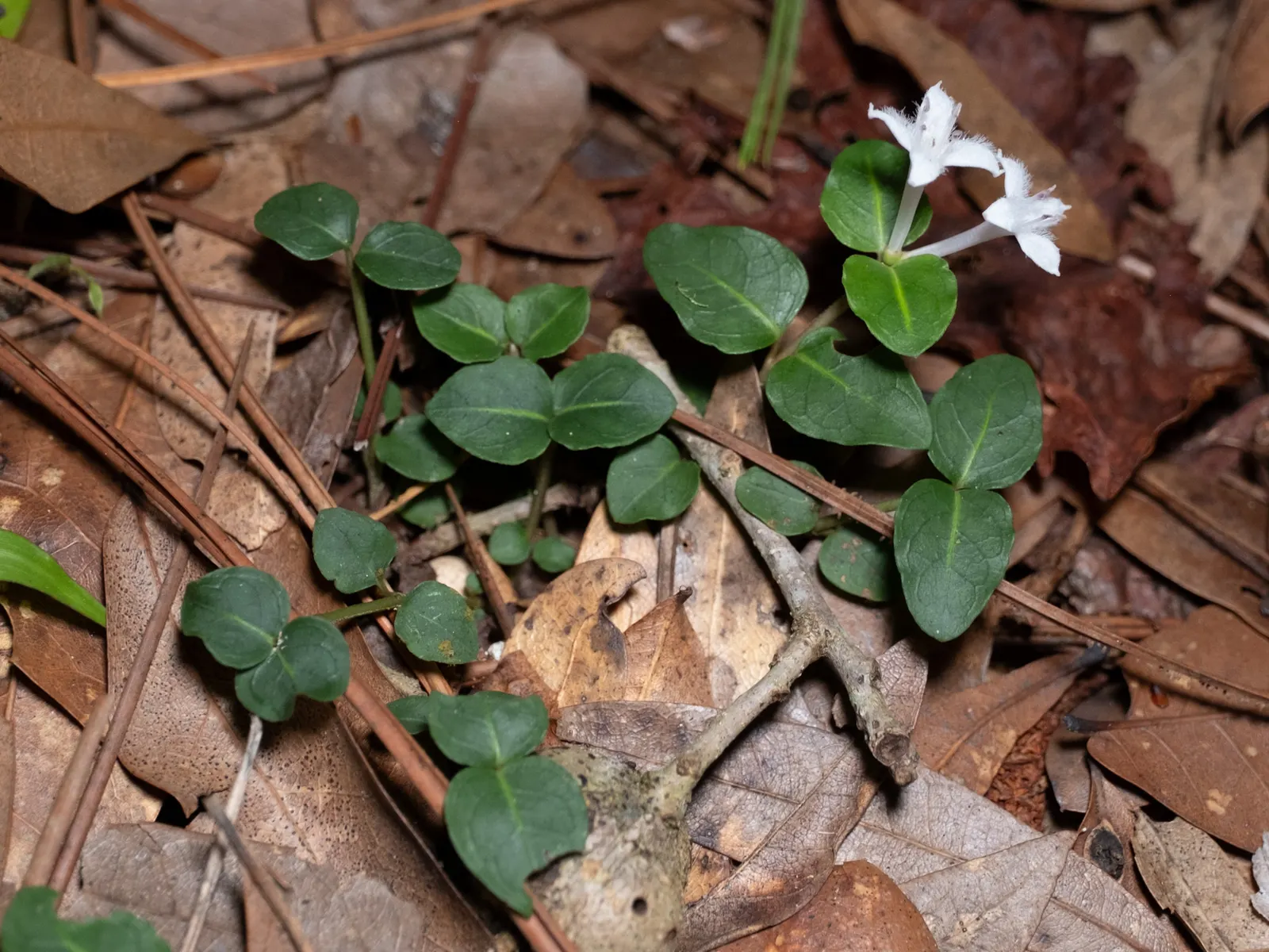 Partridge Berry (Mitchella Repens) — forest floor appearance or for filling in shaded areas where other plants might struggle; the plant produces petite