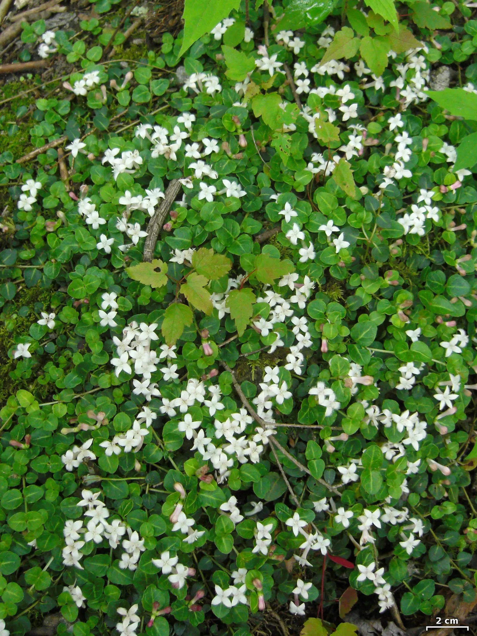 Partridge Berry (Mitchella Repens) — is an enchanting evergreen groundcover native to the woodlands of North America; this plant features pairs of glossy