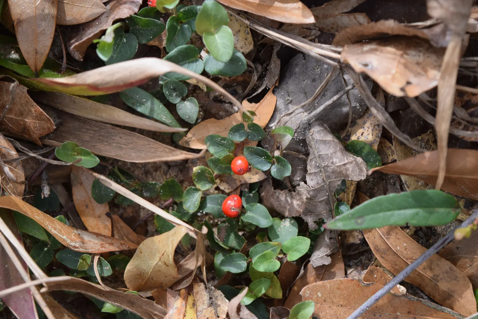 Partridge Berry (Mitchella Repens) — white flowers with a delicate fragrance; ground cover for deep shade or shade