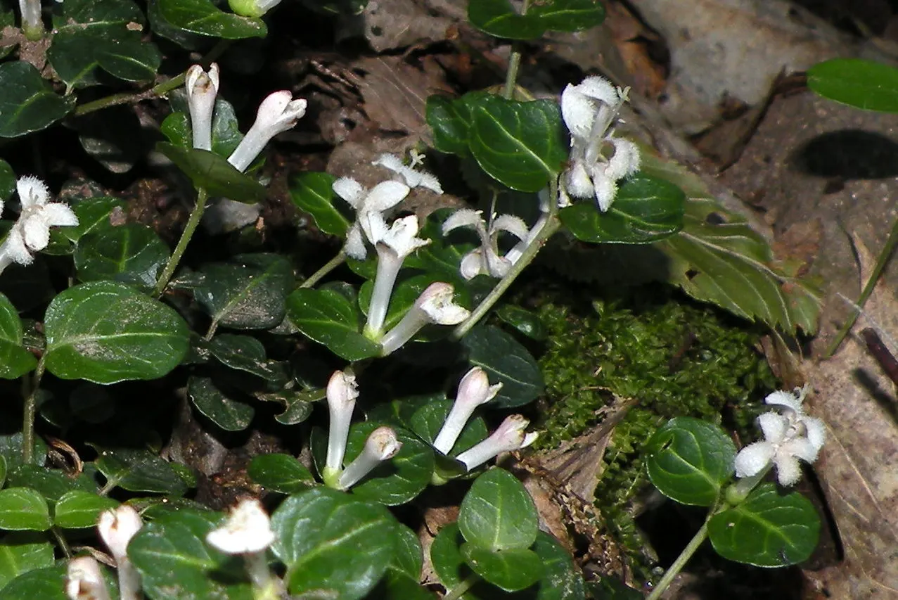 Partridge Berry (Mitchella Repens) — This plant features pairs of glossy, round leaves (approx; forest floor appearance or for filling in shaded, image 60