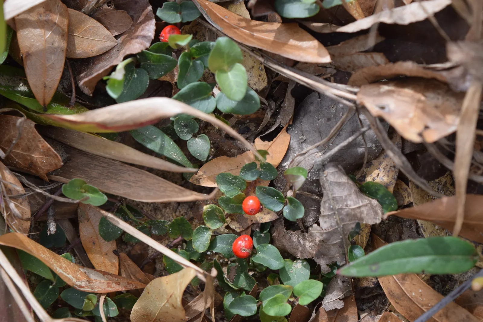 Partridge Berry (Mitchella Repens) — persisting through winter; incorporating Mitchella repens into a garden design offers both aesthetic appeal, image 62