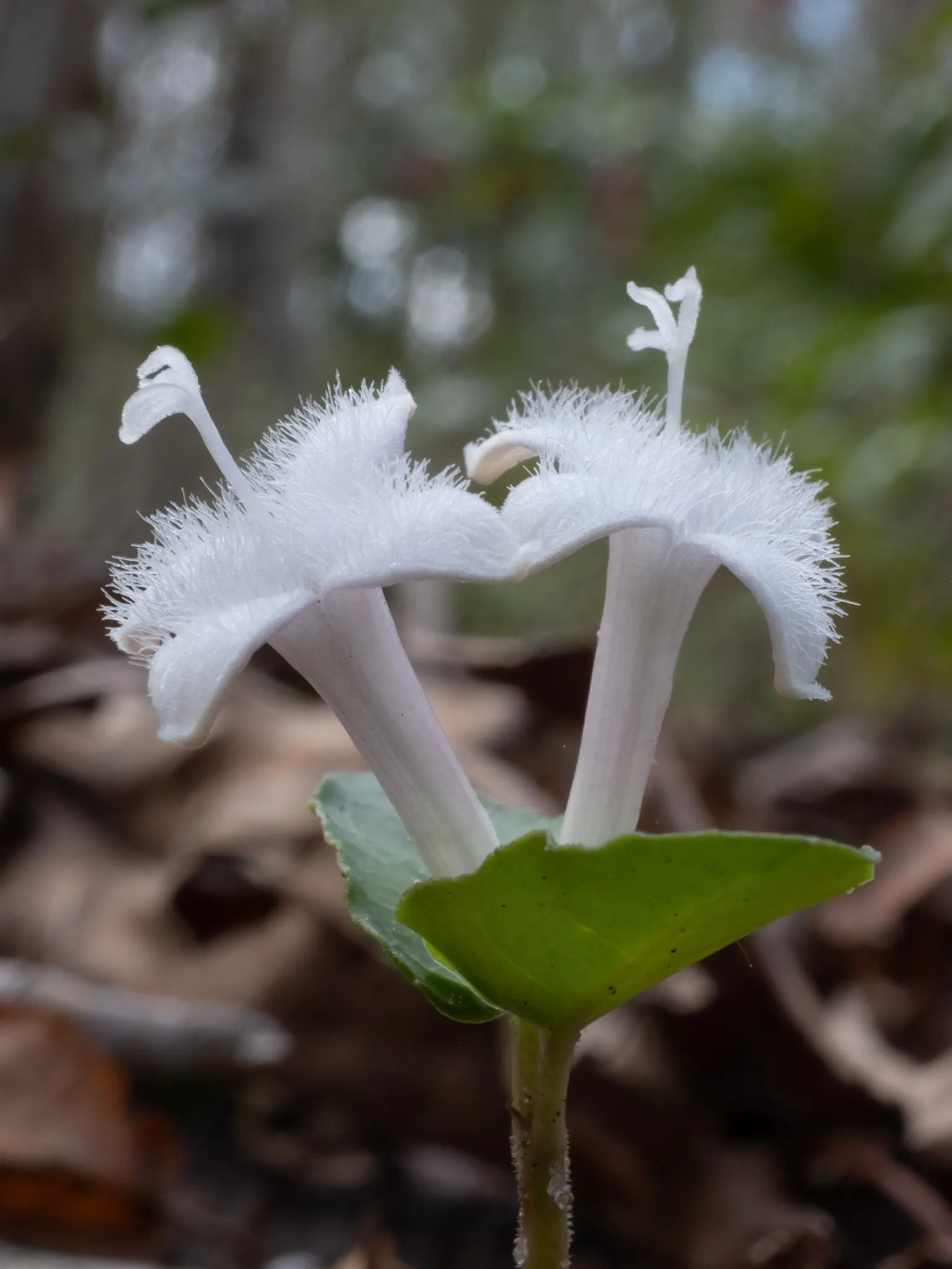 Partridge Berry (Mitchella Repens) — This plant features pairs of glossy, round leaves (approx; forest floor appearance or for filling in shaded areas where