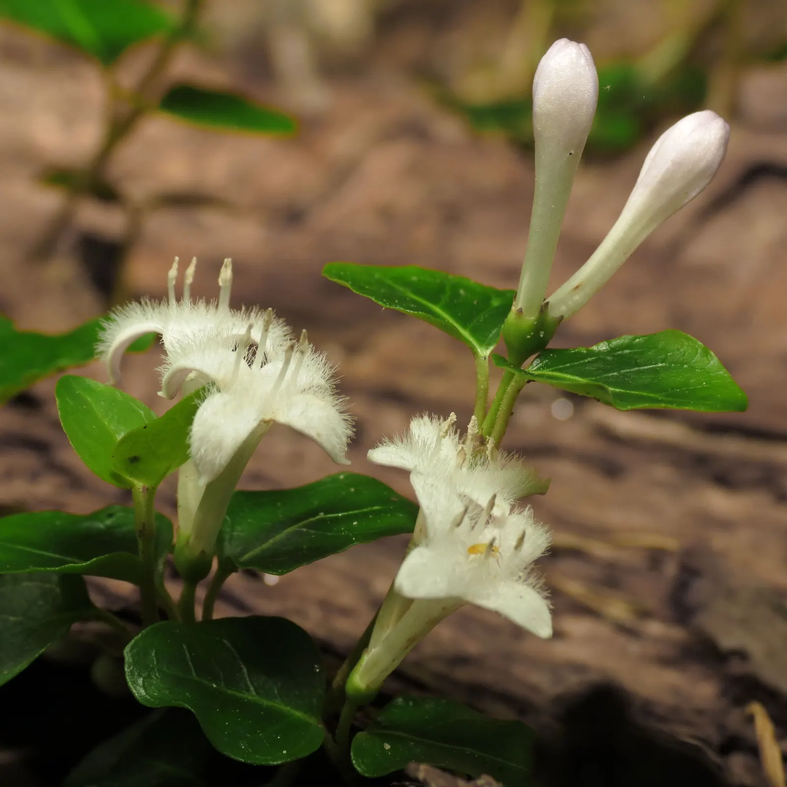 Partridge Berry (Mitchella Repens) — forest floor appearance or for filling in shaded areas where other plants might struggle; the plant produces, image 69