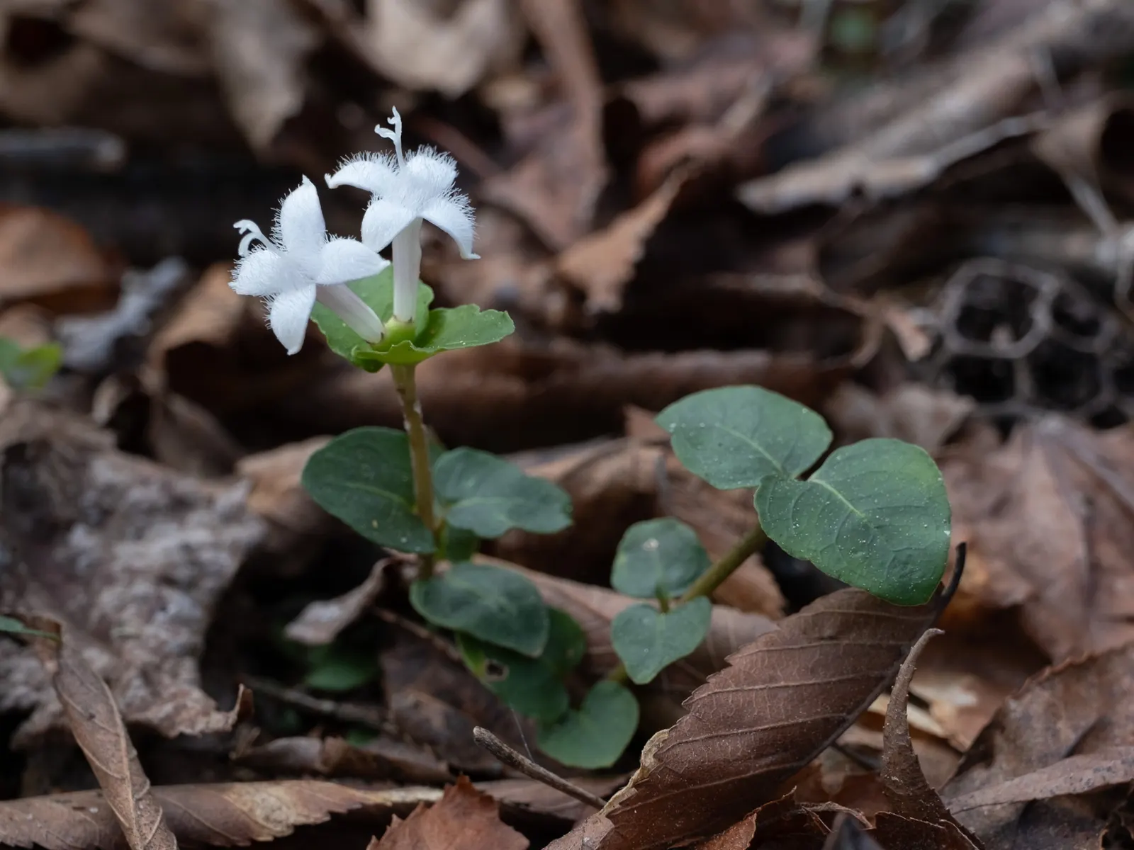 Partridge Berry (Mitchella Repens) — This charming plant is ideal for a landscape design focused on creating a lush