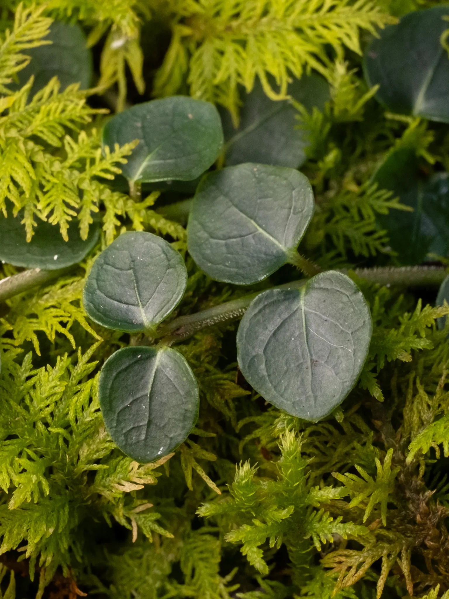 Partridge Berry (Mitchella Repens) — The leaves grow opposite on trailing stems that root at the nodes, forming dense mats