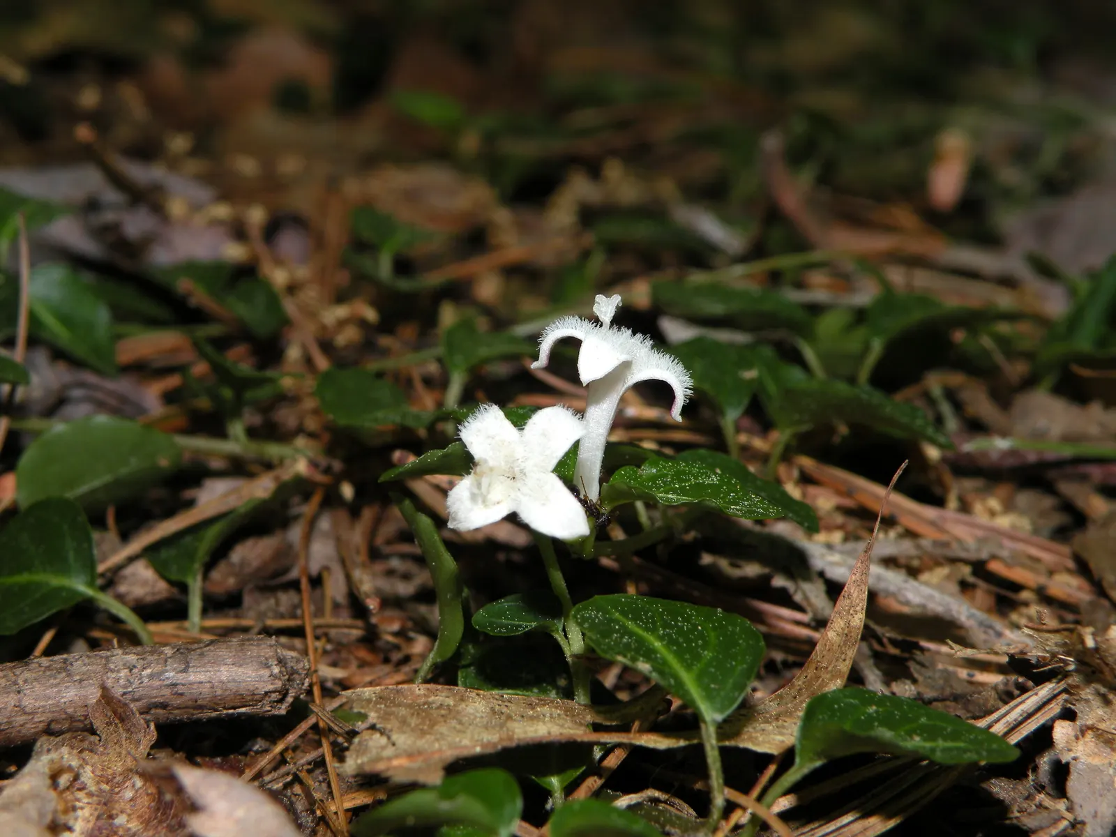 Partridge Berry (Mitchella Repens) — well-drained soils with a slightly acidic to neutral pH; this hardy native is excellent for woodland gardens, image 80