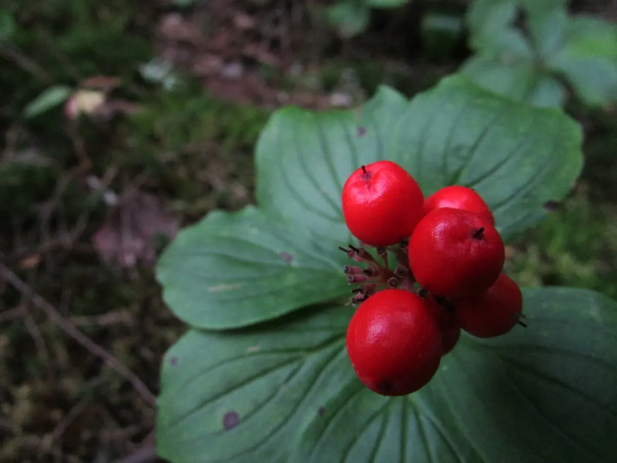 Partridge Berry (Mitchella Repens) — scientifically referred to as Mitchella repens; this low-growing perennial is tolerant of a range of soil, image 66