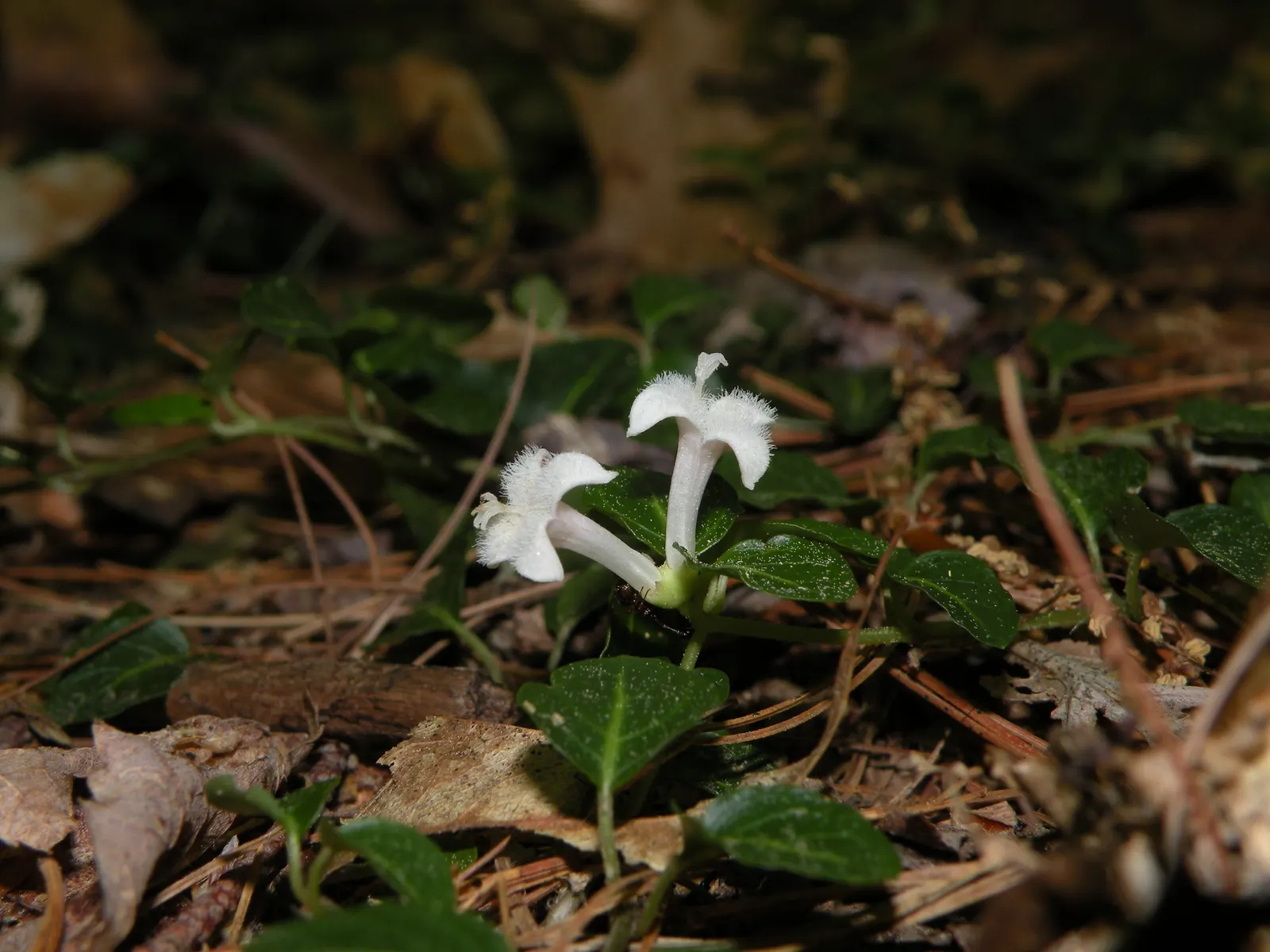 Partridge Berry (Mitchella Repens) — which are dark green with a prominent white midvein and bear a unique