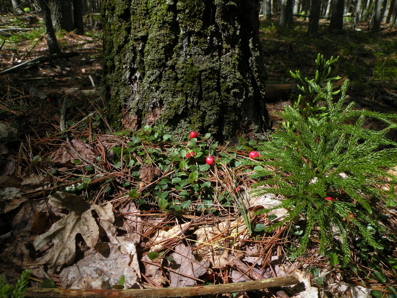 Partridge Berry (Mitchella Repens) — This hardy native is excellent for woodland gardens; this charming plant is ideal for a landscape design, image 64