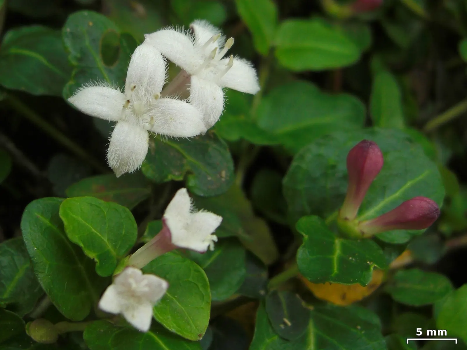 Partridge Berry (Mitchella Repens) — Partridge Berry (Mitchella repens) is an evergreen groundcover prevalent in North American woodlands, image 59