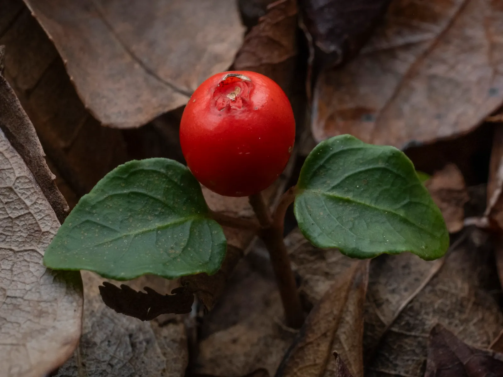 Partridge Berry (Mitchella Repens) — With a mature height of only about 2 inches and a spread that can reach up to 12 inches; it is hardy in USDA zones 3