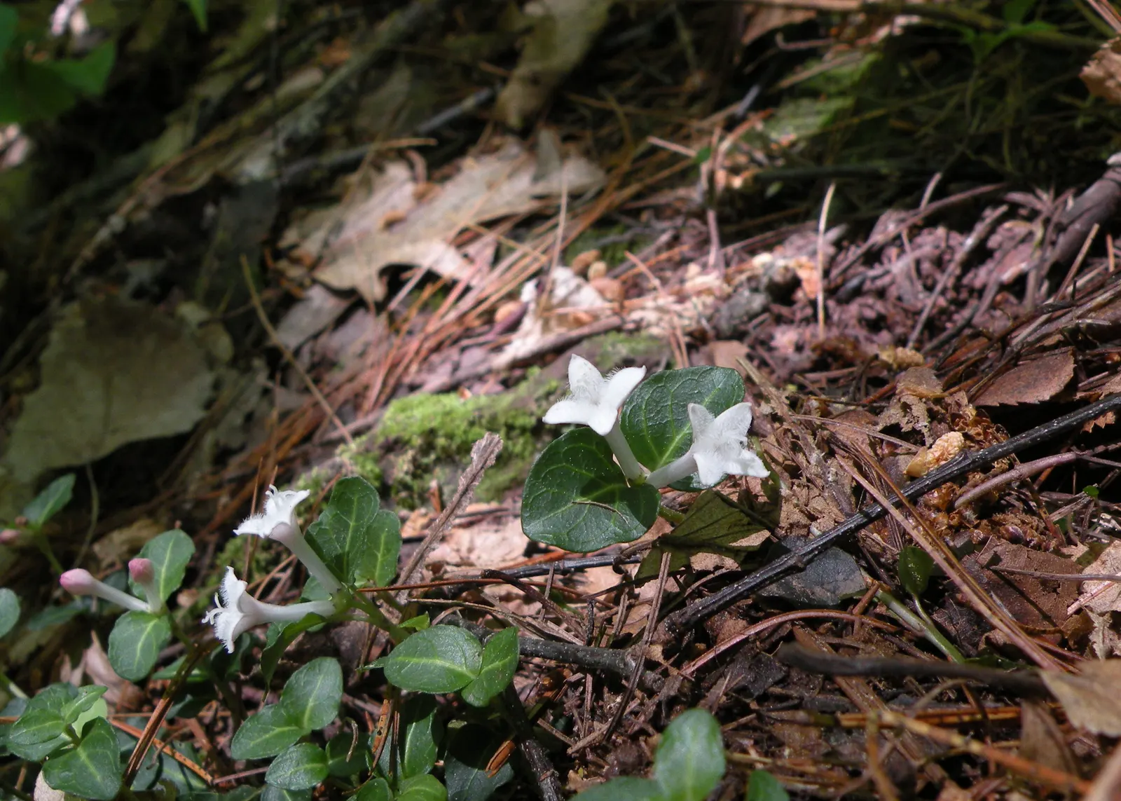 Partridge Berry (Mitchella Repens) — which persist through winter