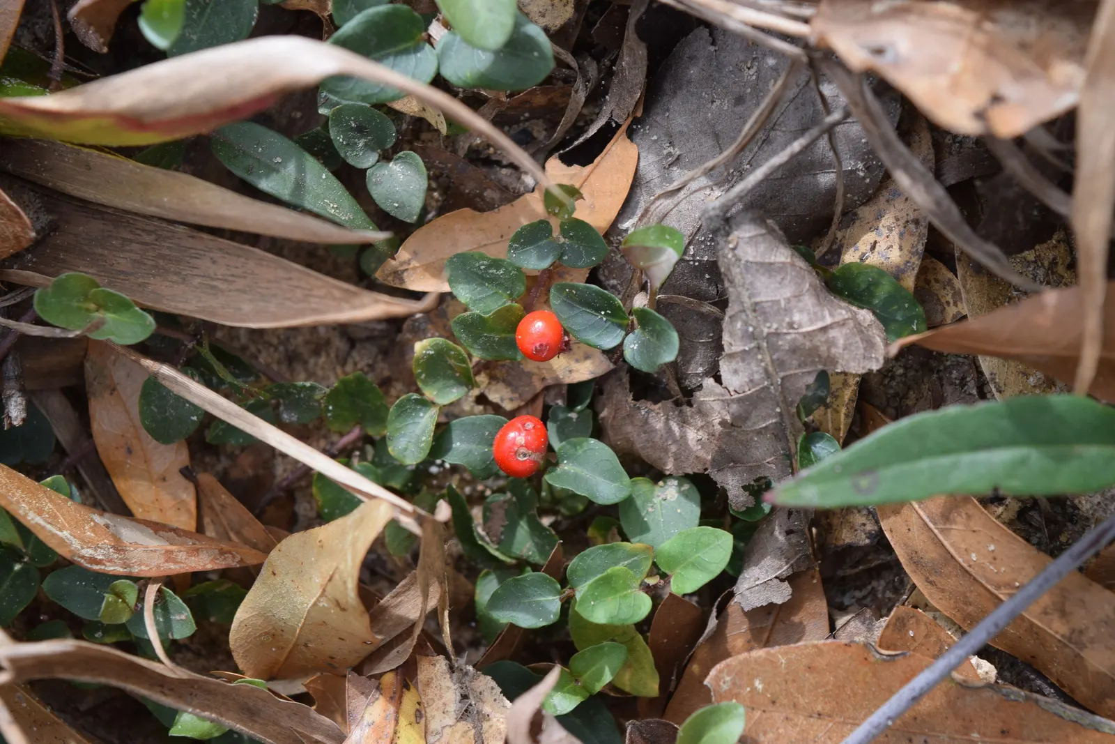 Partridge Berry (Mitchella Repens) — ground cover with white blooms; they give way to the plant's namesake feature: bright red berries