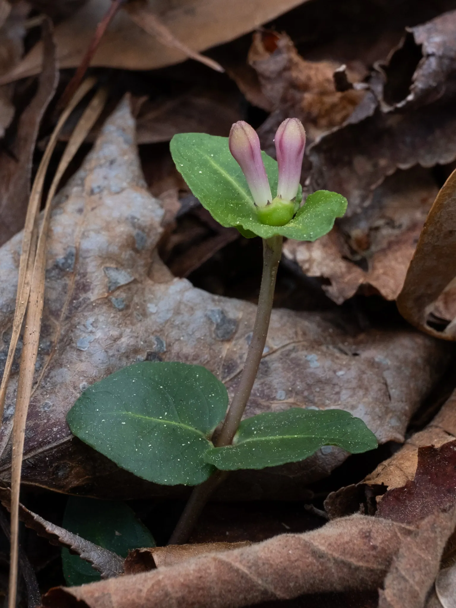Partridge Berry (Mitchella Repens) — 0.5-1 inch wide) and yields fragrant white-pink flowers which develop into bright red berries