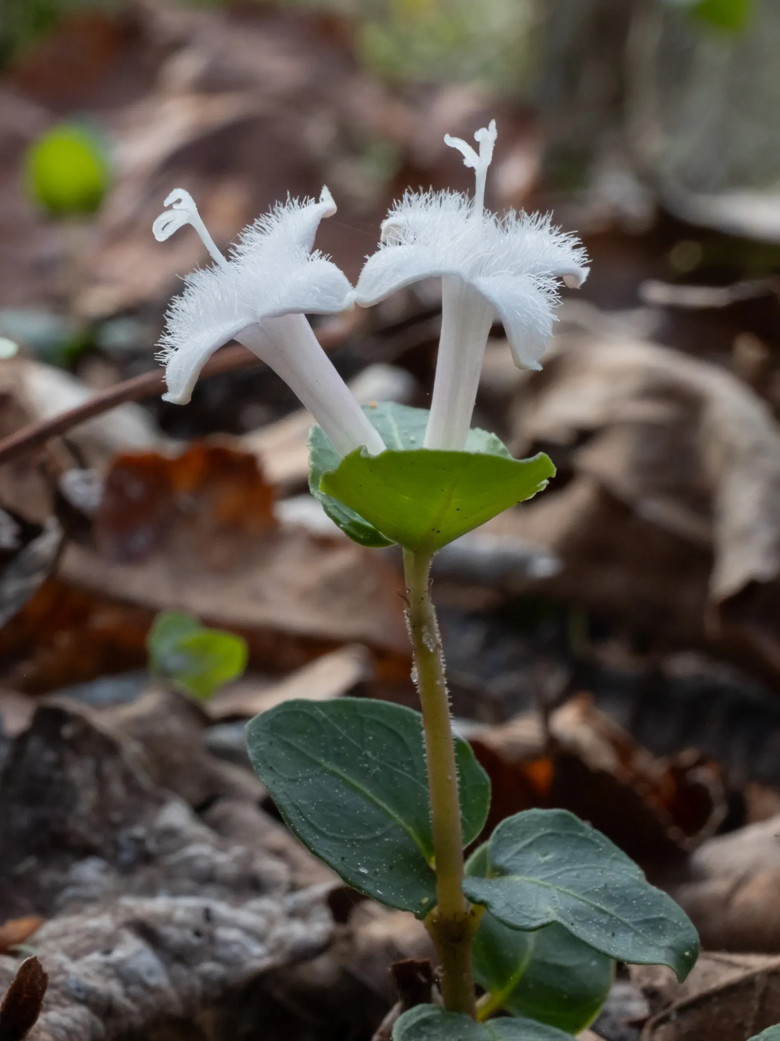 Partridge Berry (Mitchella Repens) — Incorporating Mitchella repens into a garden design offers both aesthetic appeal and ecological benefits