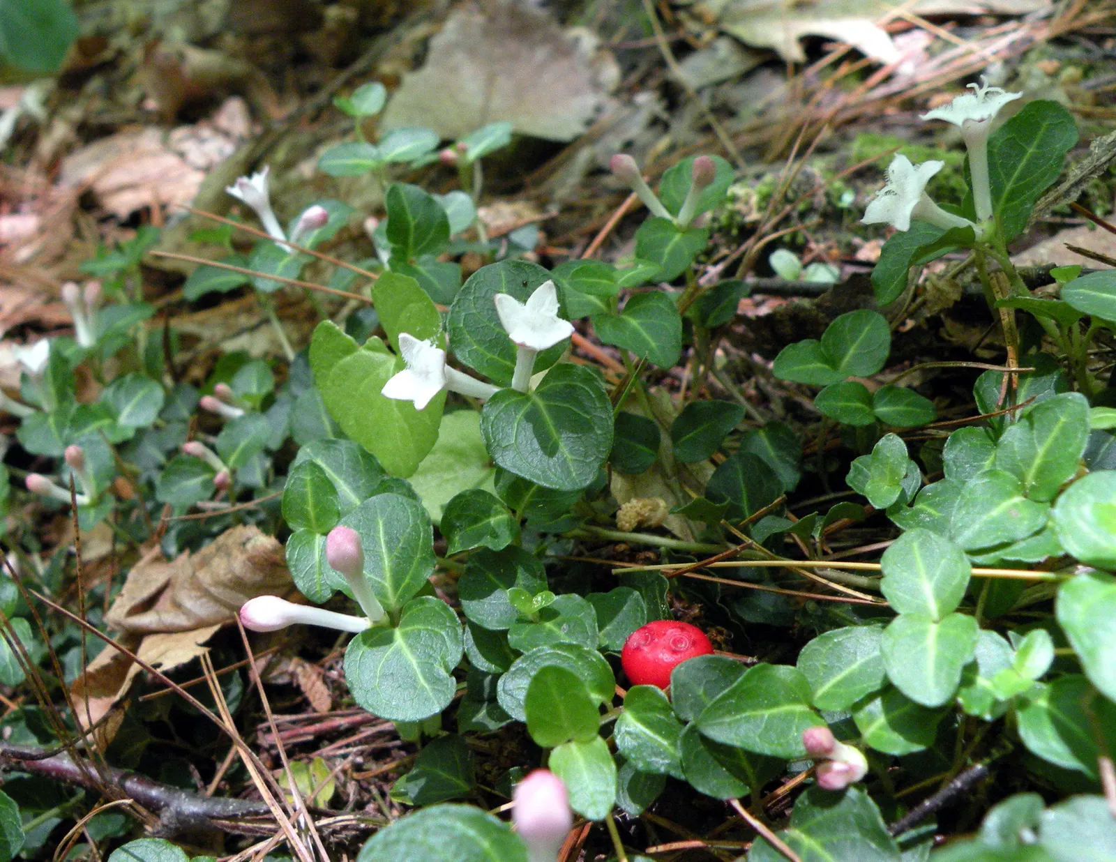 Partridge Berry (Mitchella Repens) — growing 2-3 inches tall and spreading up to 12 inches wide; white flowers with a delicate fragrance