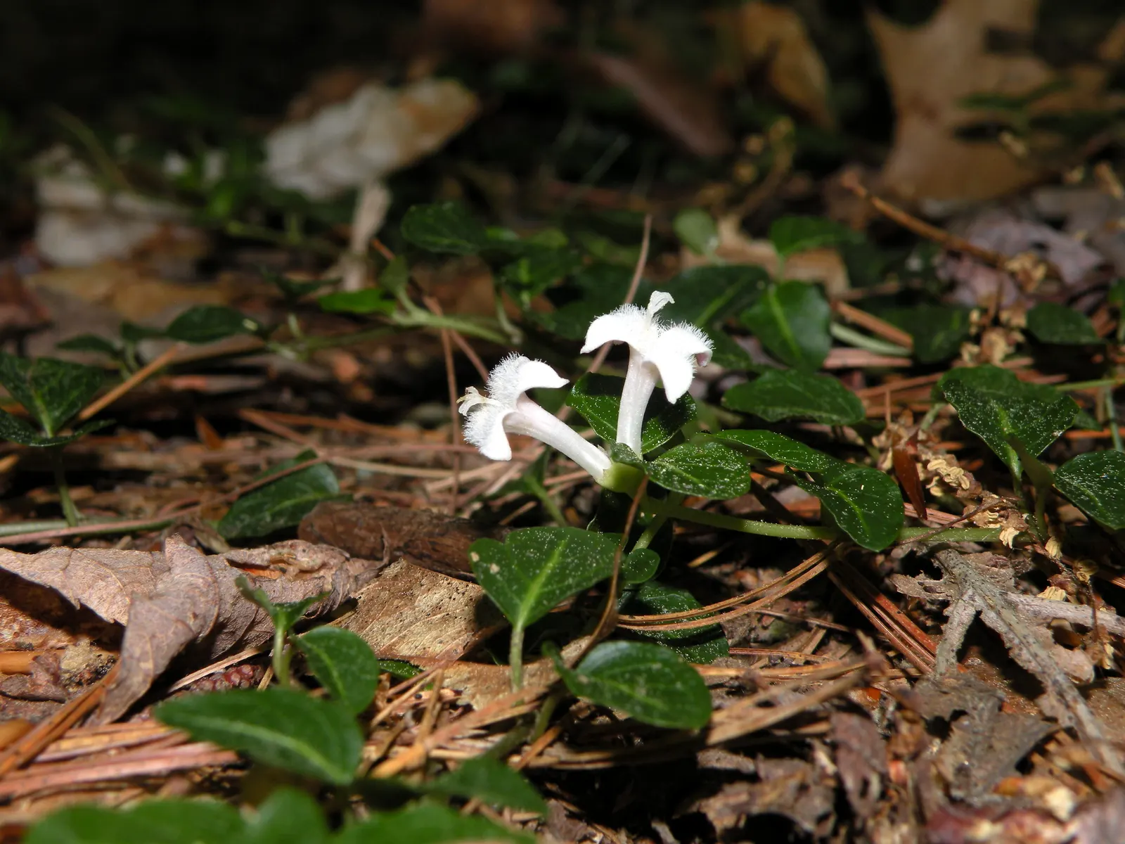 Partridge Berry (Mitchella Repens) — Incorporating Mitchella repens into a garden design offers both aesthetic appeal and ecological benefits, image 83