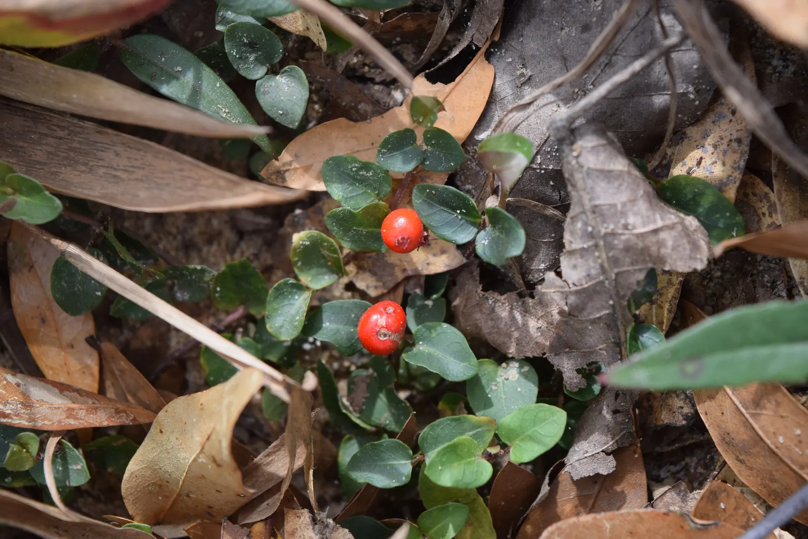 Partridge Berry (Mitchella Repens) — It is hardy in USDA zones 3 through 9; which are dark green with a prominent white midvein and bear a unique