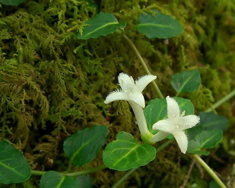 Partridge Berry (Mitchella Repens) — ground cover for deep shade or shade; inviting interest and supporting local fauna, image 87