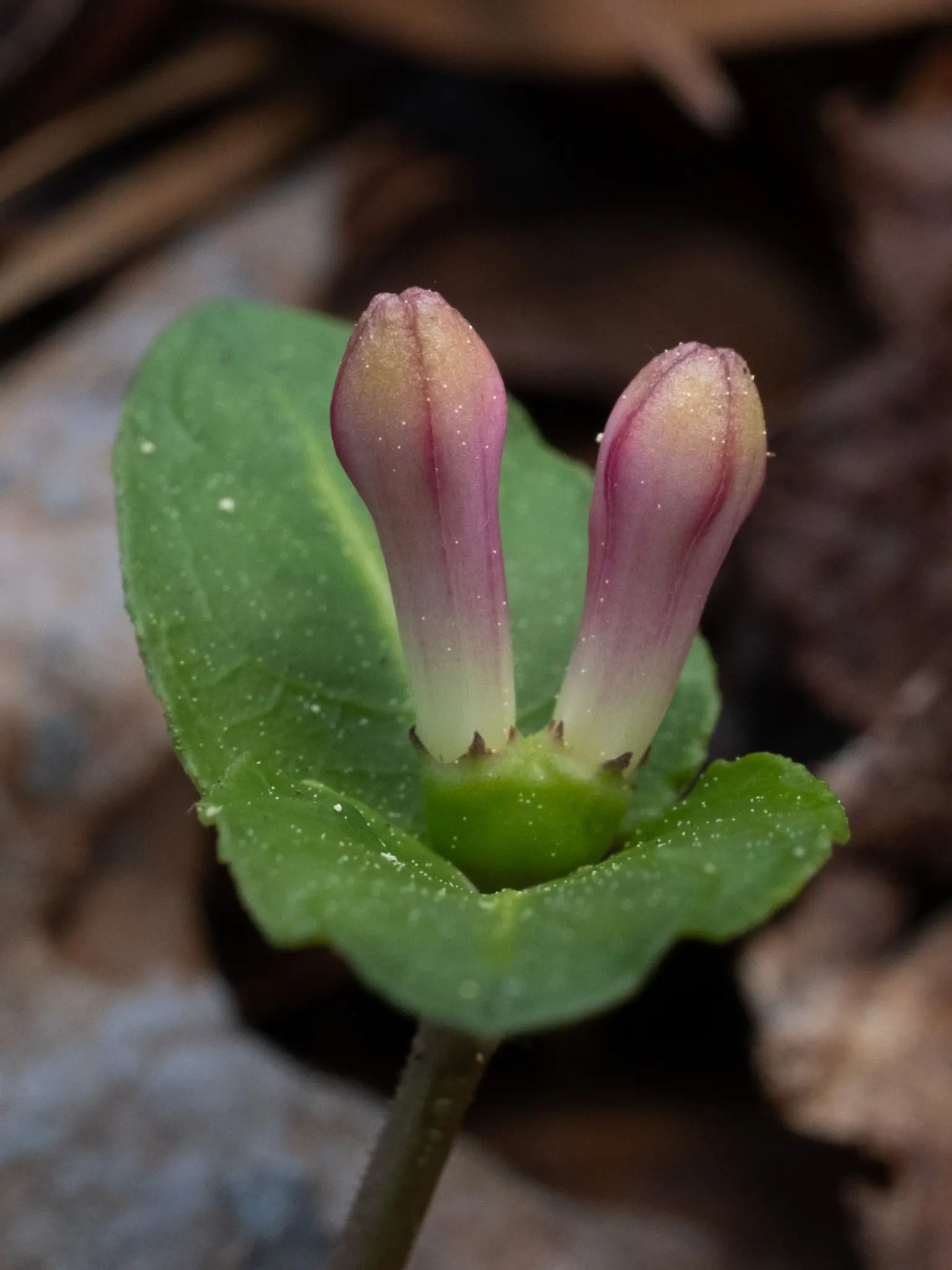 Partridge Berry (Mitchella Repens) — It is hardy in USDA zones 3 through 9