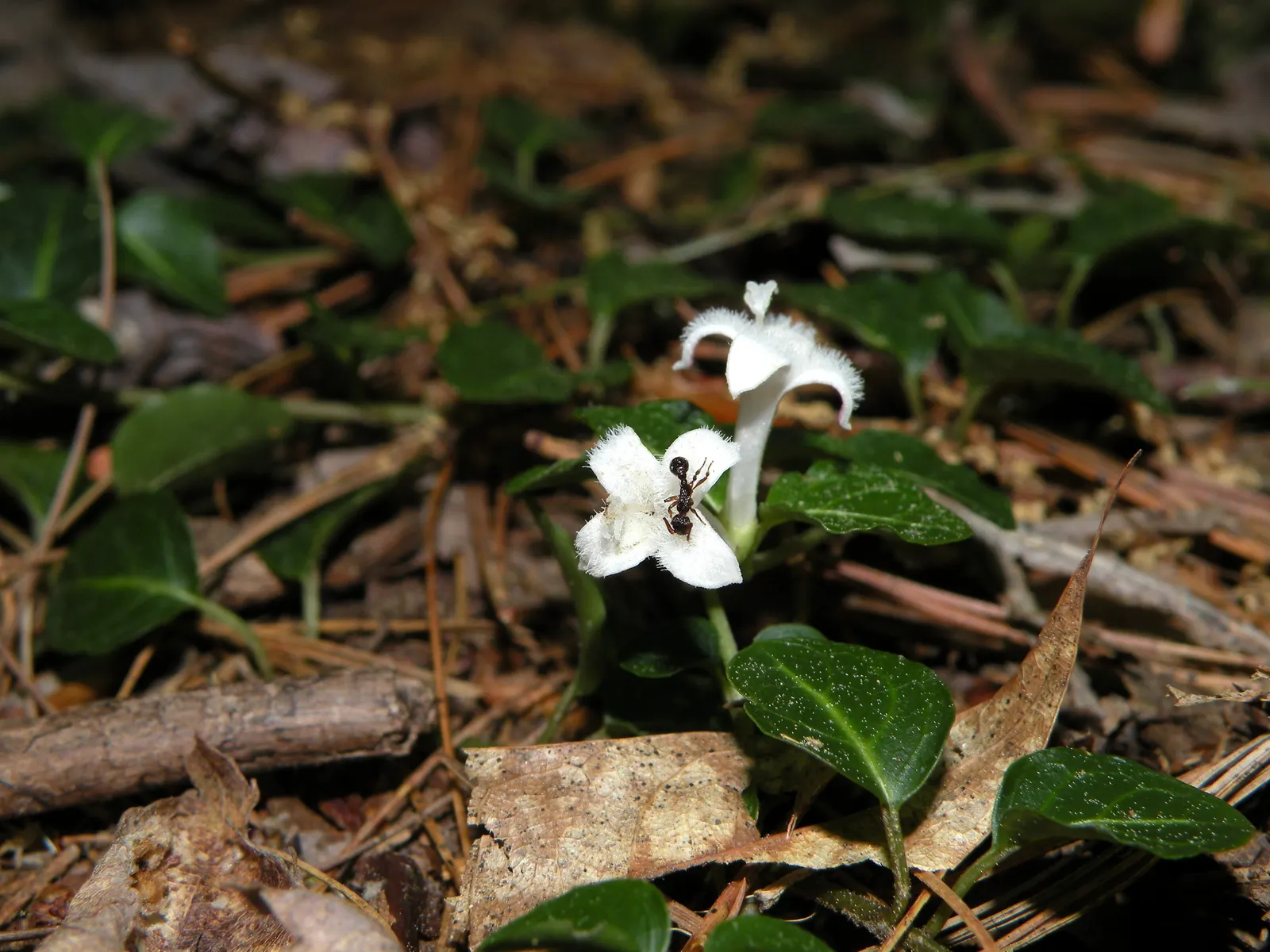 Partridge Berry (Mitchella Repens) — scientifically referred to as Mitchella repens
