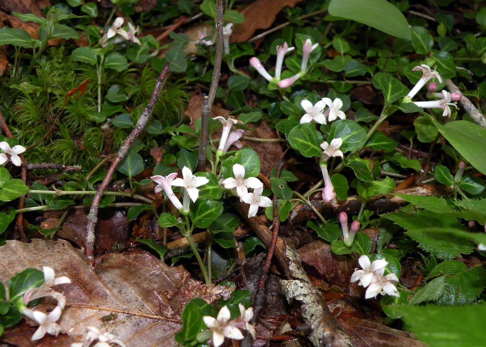 Partridge Berry (Mitchella Repens) — ground cover for deep shade or shade