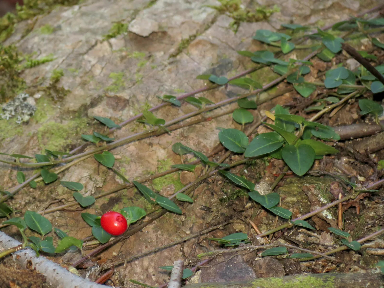 Partridge Berry (Mitchella Repens) — it is crucial to note that Partridge Berry thrives in part to full shade and prefers moist; ground cover with, image 79
