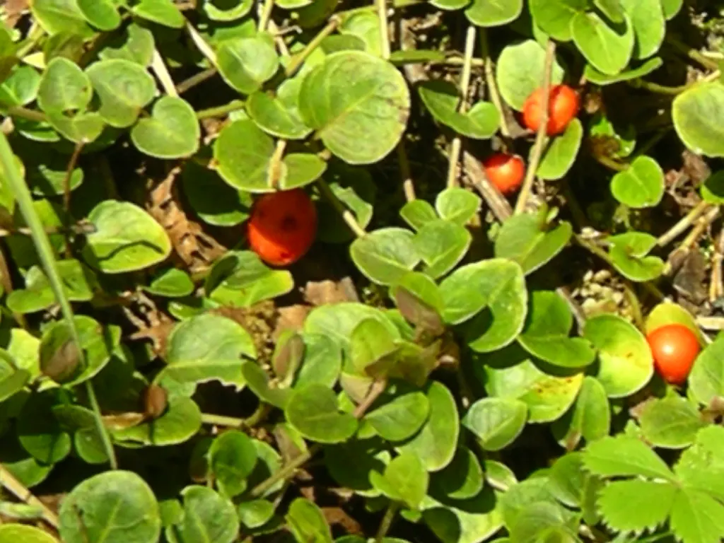 Partridge Berry (Mitchella Repens) — white flowers in the garden; with a mature height of only about 2 inches and a spread that can reach up to 12, image 85