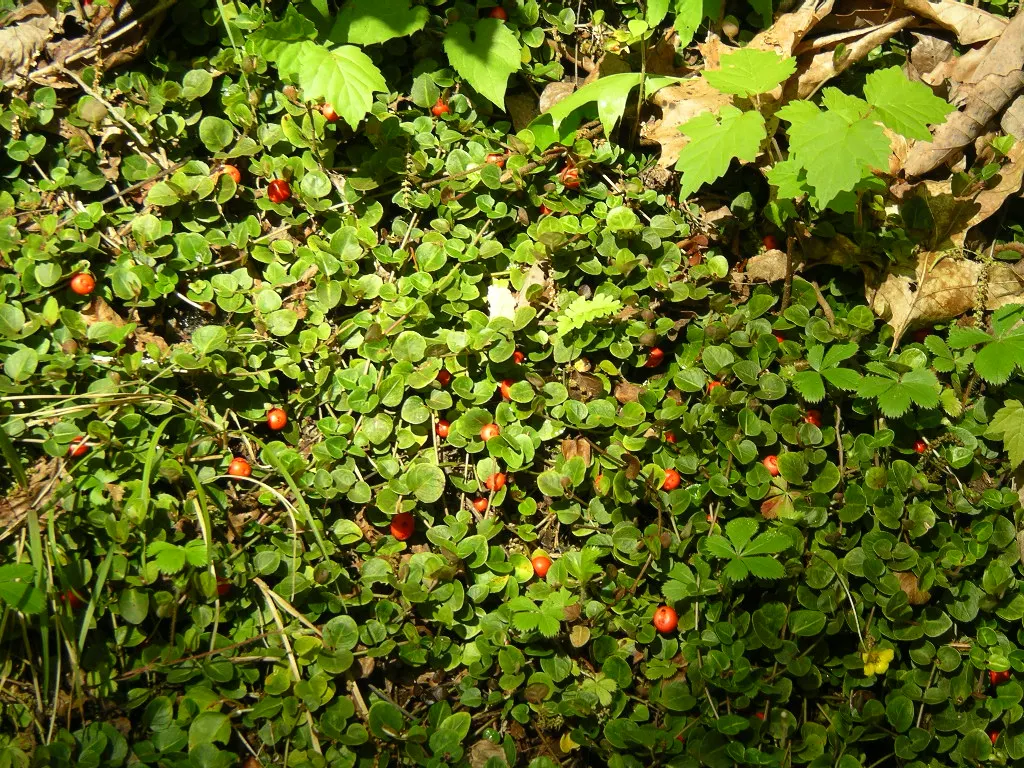 Partridge Berry (Mitchella Repens) — These blossoms are unique because they are twin flowers - two flowers fused together at the base; growing 2-3, image 76