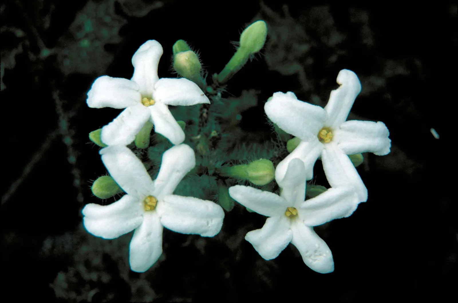 Partridge Berry (Mitchella Repens) — 0.5-1 inch wide) and yields fragrant white-pink flowers which develop into bright red berries; these blossoms are unique