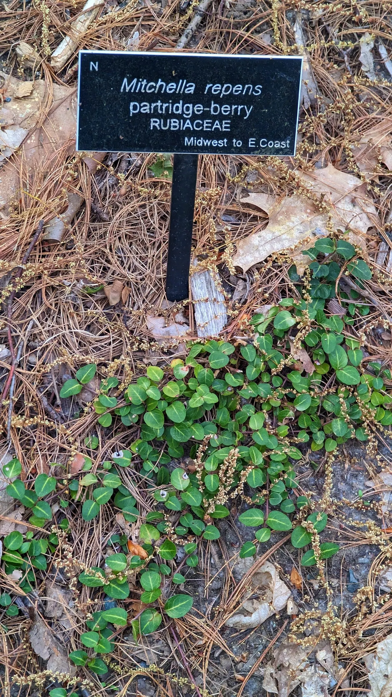 Partridge Berry (Mitchella Repens) — the plant produces petite; well-drained soils with a slightly acidic to neutral pH, image 74