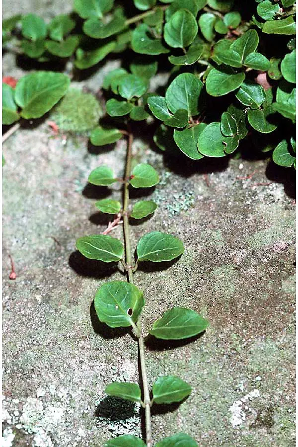 Partridge Berry (Mitchella Repens) — it is crucial to note that Partridge Berry thrives in part to full shade and prefers moist; ground cover with white blooms