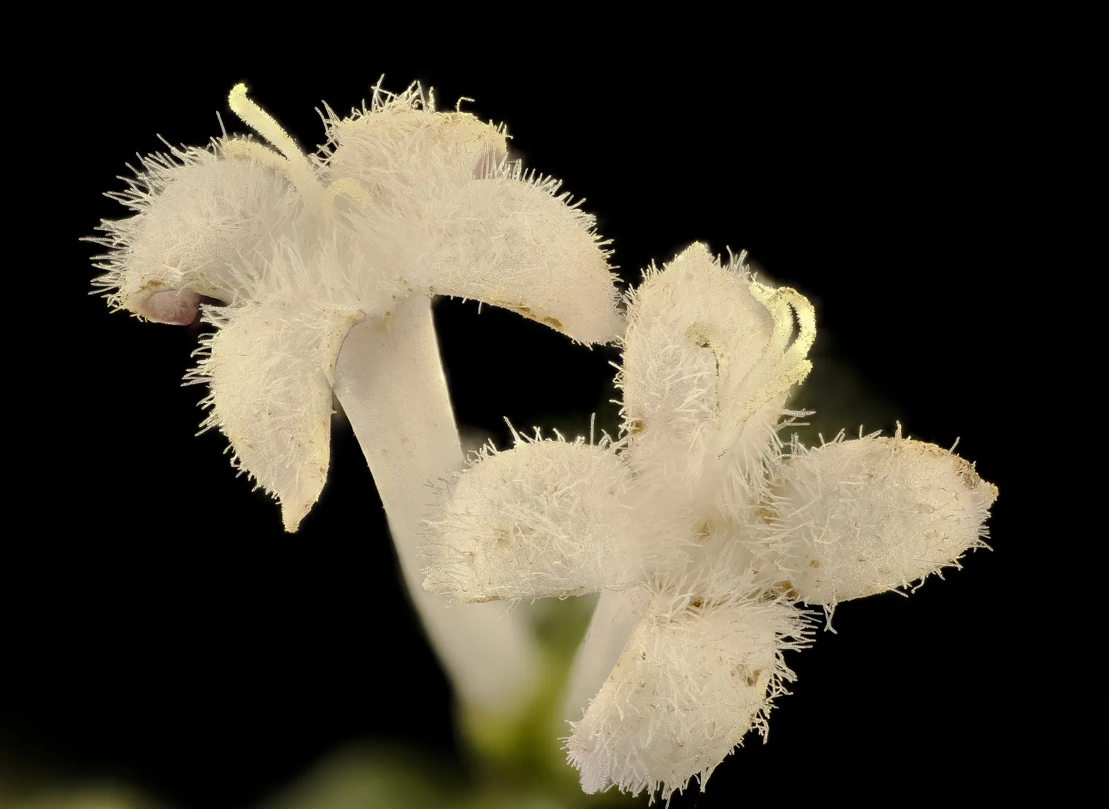 Partridge Berry (Mitchella Repens) — white flowers with a delicate fragrance